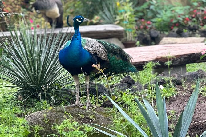 1/2 Day Puerto Vallarta Botanical Garden tour - The south-shore ride to Boca de Tomatlan