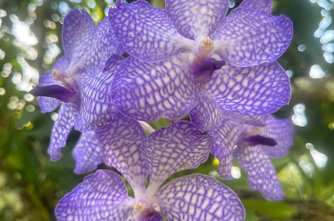 1/2 Day Puerto Vallarta Botanical Garden tour - What the guide adds to the visit