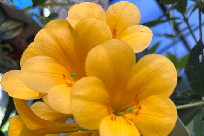 1/2 Day Puerto Vallarta Botanical Garden tour - Who will get the most from this tour