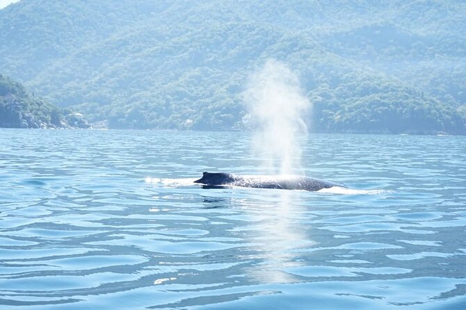 3 Hours of Whale Watching in Puerto Vallarta - Key points to know before you book