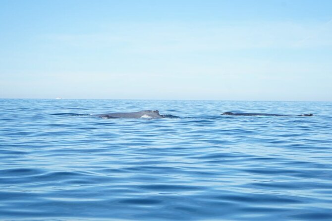 3 Hours of Whale Watching in Puerto Vallarta - A low-cost whale trip from Puerto Vallarta
