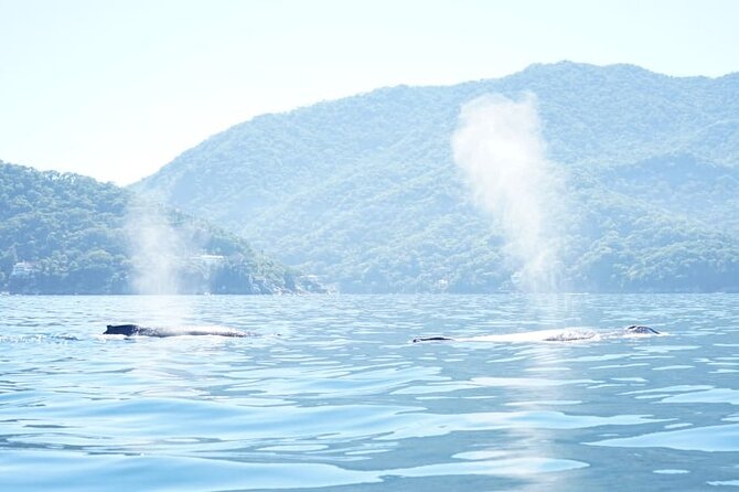 3 Hours of Whale Watching in Puerto Vallarta - Comfort, shade, spray, and safety
