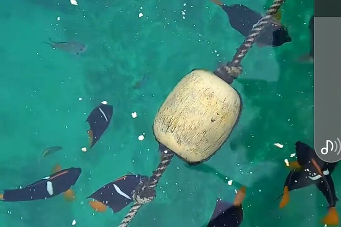 All-inclusive Colomitos cruise and Animas beach snorkeling - Boarding in Puerto Vallarta: allow extra patience