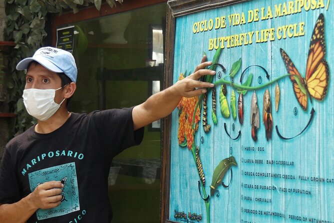 Butterfly Sanctuary & Museum Guided Tour in Puerto Vallarta - Key things to know