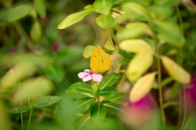 Butterfly Sanctuary & Museum Guided Tour in Puerto Vallarta - A close look at Mariposario Jardin Magico