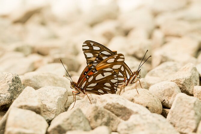 Butterfly Sanctuary & Museum Guided Tour in Puerto Vallarta - The butterfly release