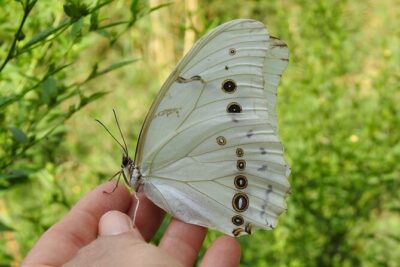 Butterfly Sanctuary & Museum Guided Tour in Puerto Vallarta