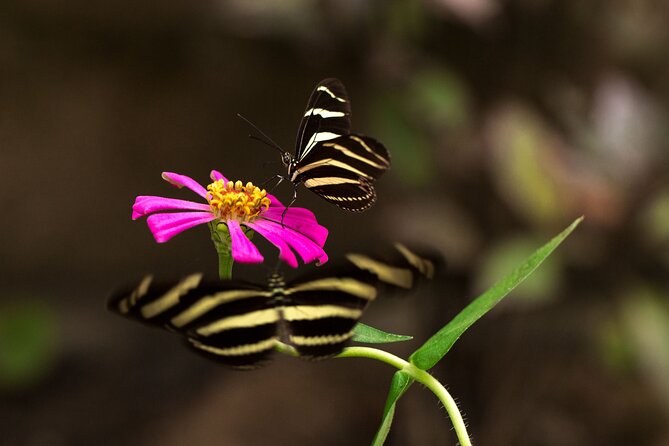 Butterfly Sanctuary & Museum Guided Tour in Puerto Vallarta - The Butterfly Heritage Museum