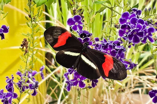 Butterfly Sanctuary & Museum Guided Tour in Puerto Vallarta - Why the rustic setting matters