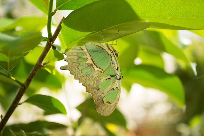 Butterfly Sanctuary & Museum Guided Tour in Puerto Vallarta - Getting there without a transportation headache