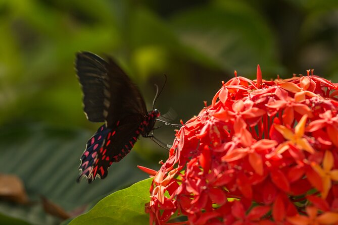 Butterfly Sanctuary & Museum Guided Tour in Puerto Vallarta - Is $28 a fair price?