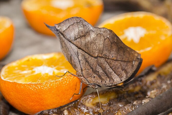 Butterfly Sanctuary, Museum & Lunch with Transport - Key points at a glance