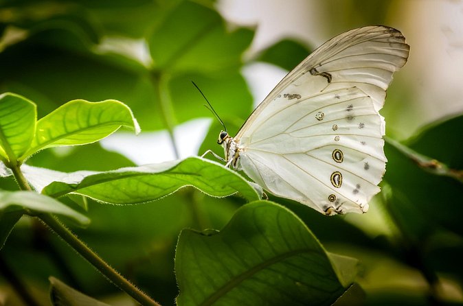 Butterfly Sanctuary, Museum & Lunch with Transport - Hotel pickup keeps the outing simple
