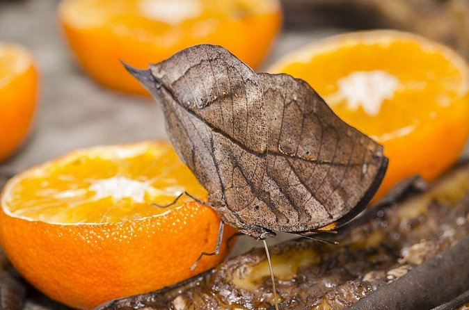 Butterfly Sanctuary, Museum & Lunch with Transport - How the $119 price measures up