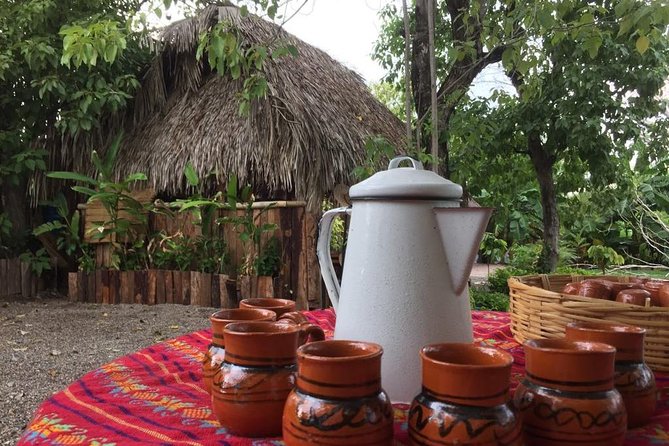 Chocolate Tour in Vallarta - A small cacao garden with a big lesson