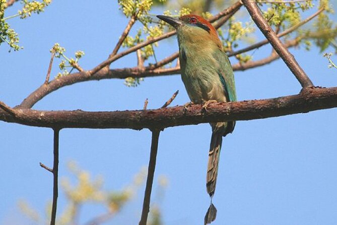 Desembocada and Ameca River Bird Paradise (Wetland and Tropical birds in PV) - Key points at a glance