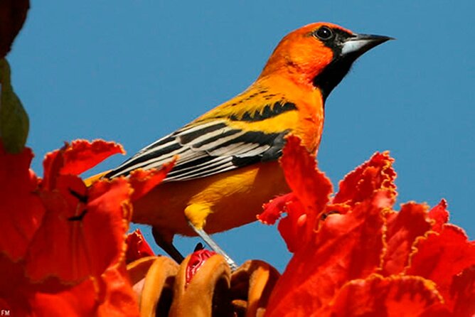 Desembocada and Ameca River Bird Paradise (Wetland and Tropical birds in PV) - Why this part of Jalisco is good for birding