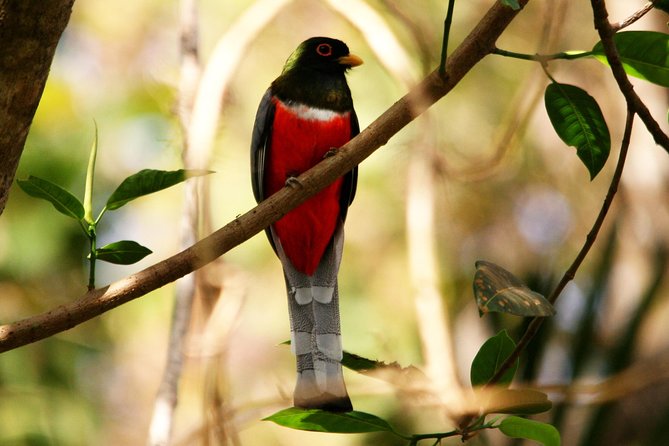 Desembocada and Ameca River Bird Paradise (Wetland and Tropical birds in PV) - Following the Ameca River
