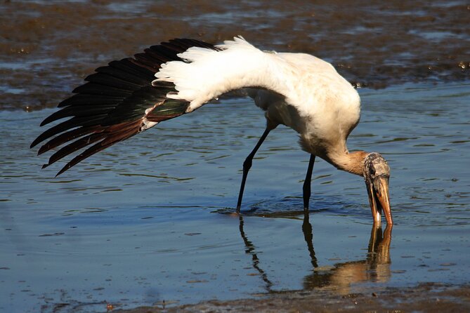 Desembocada and Ameca River Bird Paradise (Wetland and Tropical birds in PV) - Ending at Playa Boca de Tomates