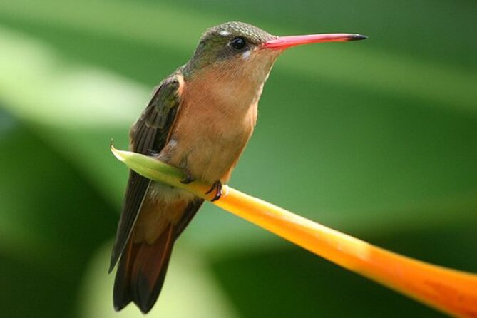 Desembocada and Ameca River Bird Paradise (Wetland and Tropical birds in PV) - What the guides add to the day