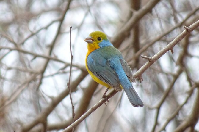 Desembocada and Ameca River Bird Paradise (Wetland and Tropical birds in PV) - Starting early from Marina Vallarta