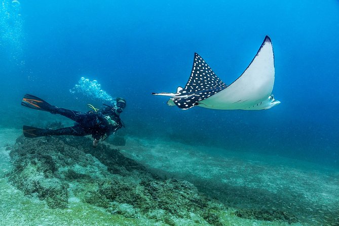 Discover Scuba experience at Las Caletas, Puerto Vallarta - Key points to know before booking