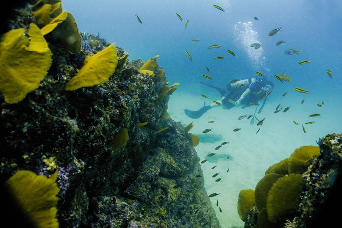 Discover Scuba experience at Las Caletas, Puerto Vallarta - Lunch, piña coladas, and the rest of Las Caletas
