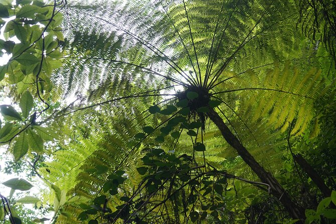 El Nogalito Mountain River- Hiking Tour - Lunch, snacks, and one adult beverage