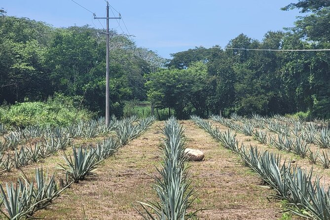 Finca 18 Puerto Vallarta Tequila Tour + Chocolate Pairing - Getting there from Puerto Vallarta