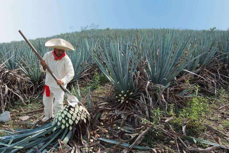 From Puerto Vallarta: Full-Day Tour to San Sebastian - A family-owned Jalisco lunch