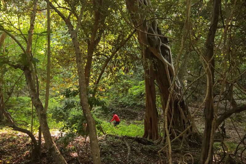 From Puerto Vallarta: Jungle Mountain Bike Tour - The ranch finish: hammocks, pool, and a slower hour
