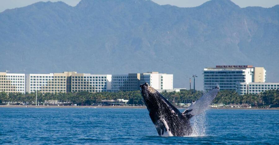 From Puerto Vallarta/Nuevo Vallarta: Whale Watching Cruise - Four hours aboard a roomy catamaran