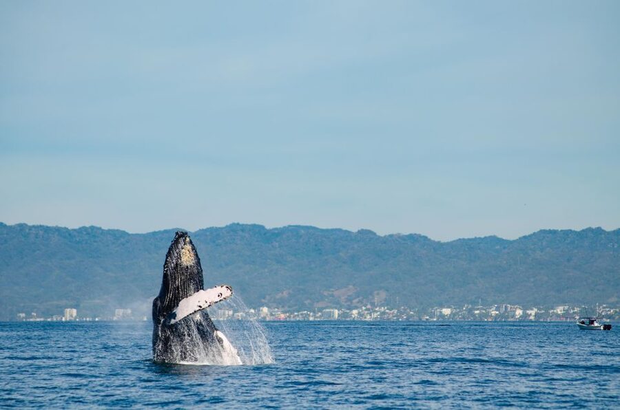 From Puerto Vallarta/Nuevo Vallarta: Whale Watching Cruise - How the whale watching unfolds