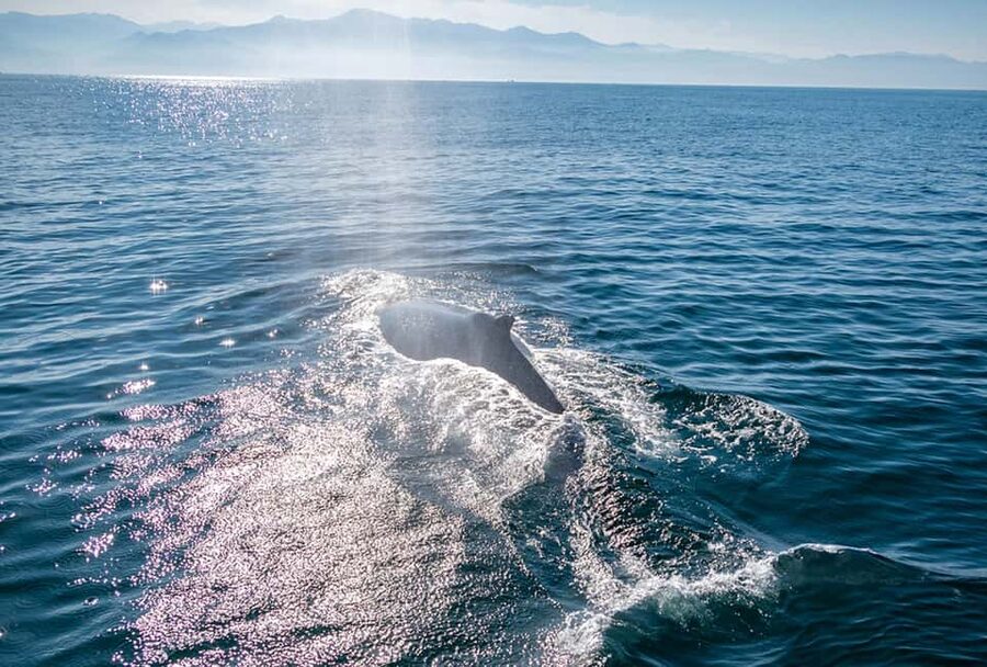 From Puerto Vallarta/Nuevo Vallarta: Whale Watching Cruise - Is $103 good value?