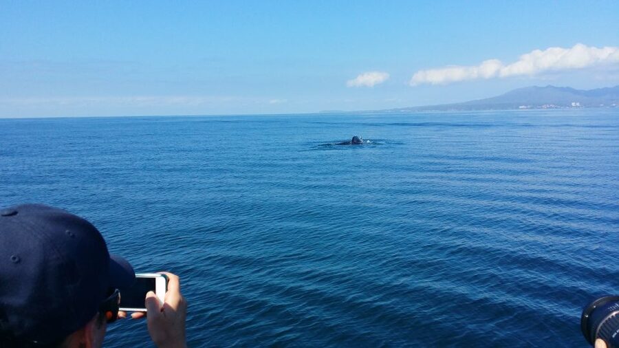 From Puerto Vallarta/Nuevo Vallarta: Whale Watching Cruise - Boarding from Puerto Vallarta or Nuevo Vallarta