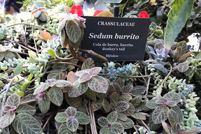 Full Day Puerto Vallarta Botanical Garden Tour - From Puerto Vallarta’s Romantic Zone to the southern coast
