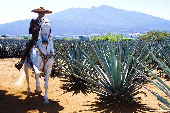 Full-Day Tequila, Jalisco from Puerto Vallarta with Tequila Experience - What the guides add to the experience