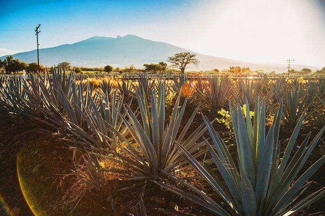 Full-Day Tequila, Jalisco from Puerto Vallarta with Tequila Experience - Who will enjoy this day most