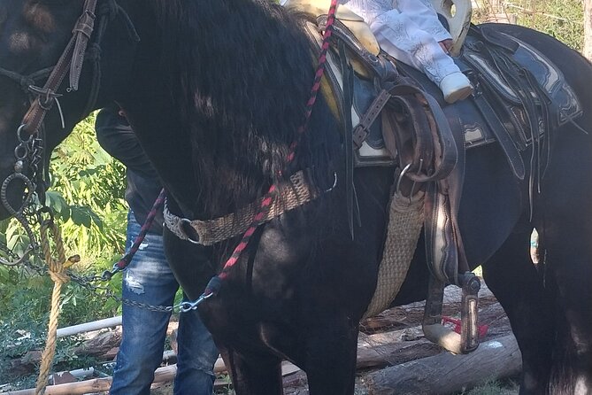 Fun Horseback Tour in Mismaloya - Is the tour good value?