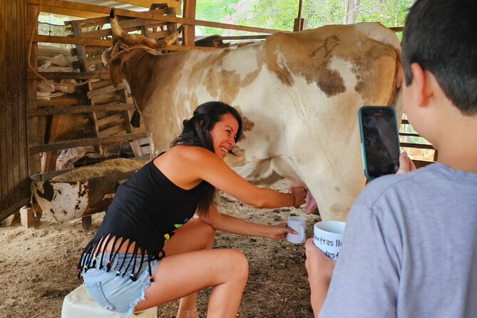 Hands-on Mexican Farm Experience: from Cow to Cheese - Following milk through the cheese-making process