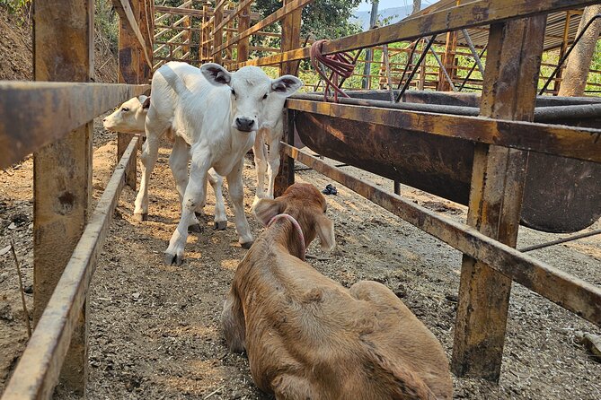 Hands-on Mexican Farm Experience: from Cow to Cheese - Preparing a horse and taking a short ride