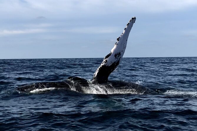 Humpback Whale Watching • Private Tour • Punta Mita - Key points to know before you book