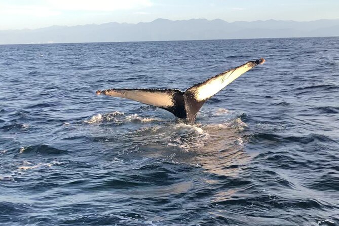 Humpback Whale Watching • Private Tour • Punta Mita - What the Punta Mita whale trip is really about