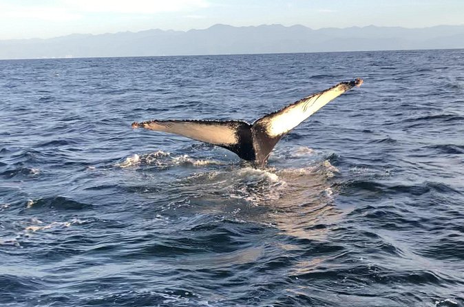 Humpback Whale Watching • Private Tour • Punta Mita - Watching whales without a staged performance