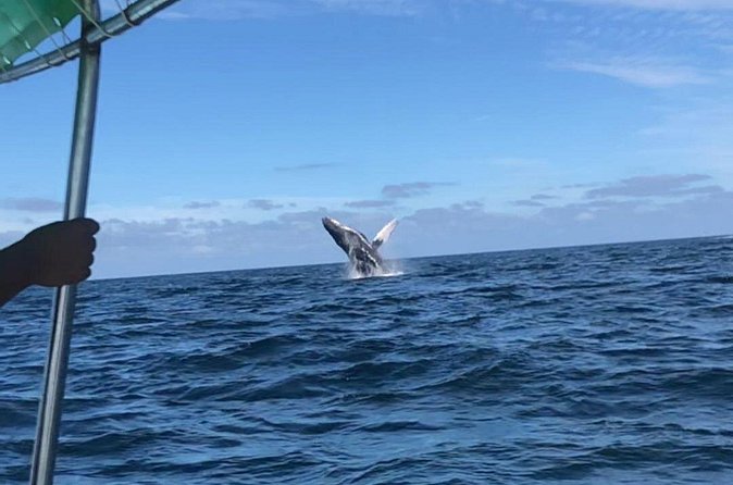 Humpback Whale Watching • Private Tour • Punta Mita - Why the private format changes the value