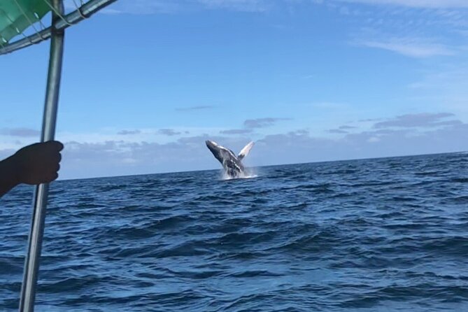 Humpback Whale Watching • Private Tour • Punta Mita - Drinks, comfort, and what to bring