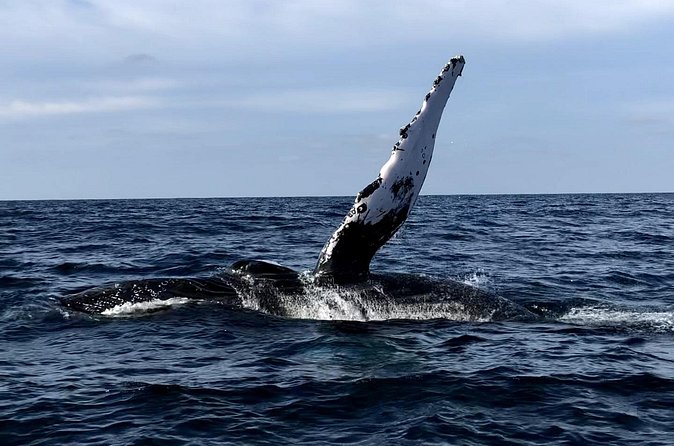 Humpback Whale Watching • Private Tour • Punta Mita - Returning to Punta Mita