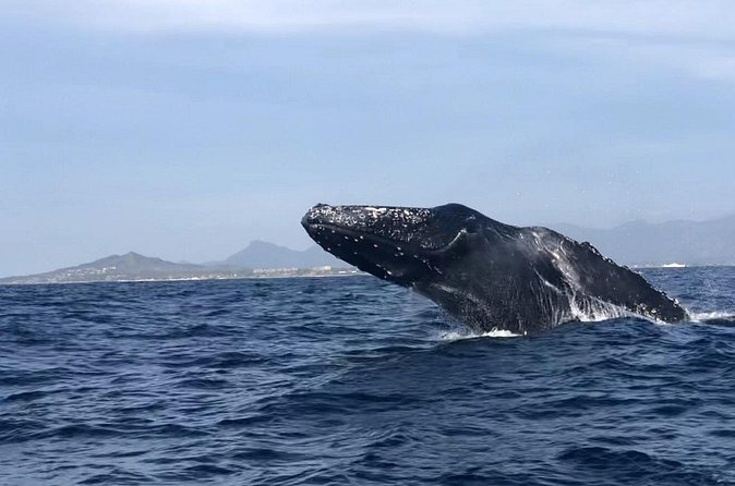 Humpback Whale Watching • Private Tour • Punta Mita - Who should book this Punta Mita experience