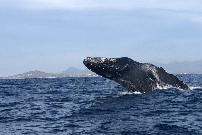 Humpback Whale Watching • Private Tour • Punta Mita - Searching for humpback whales near Punta Mita