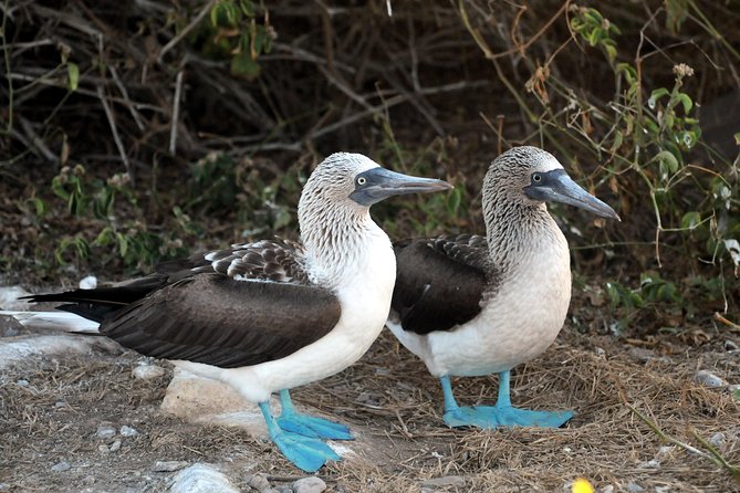 Marietas Islands snorkeling & Hidden beach (w/ restrictions) - Birds, cliffs, and a simple lunch